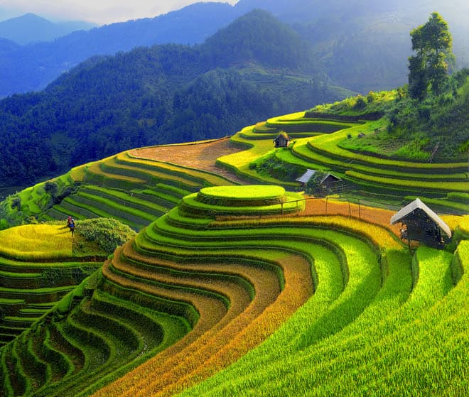 Mu Cang Chai rice terraces